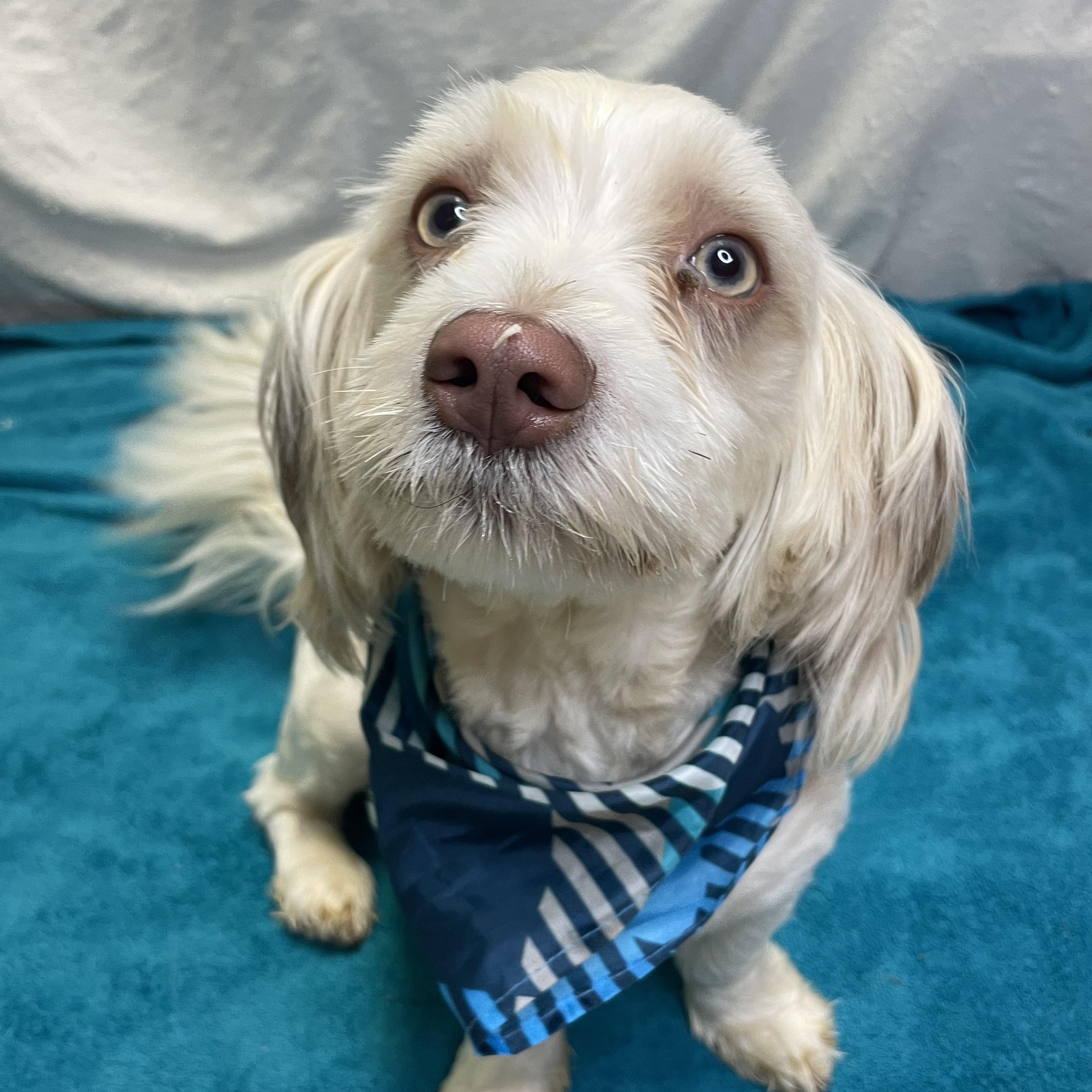 Oliver, Adoptable, Young Male Dachshund & Maltese.