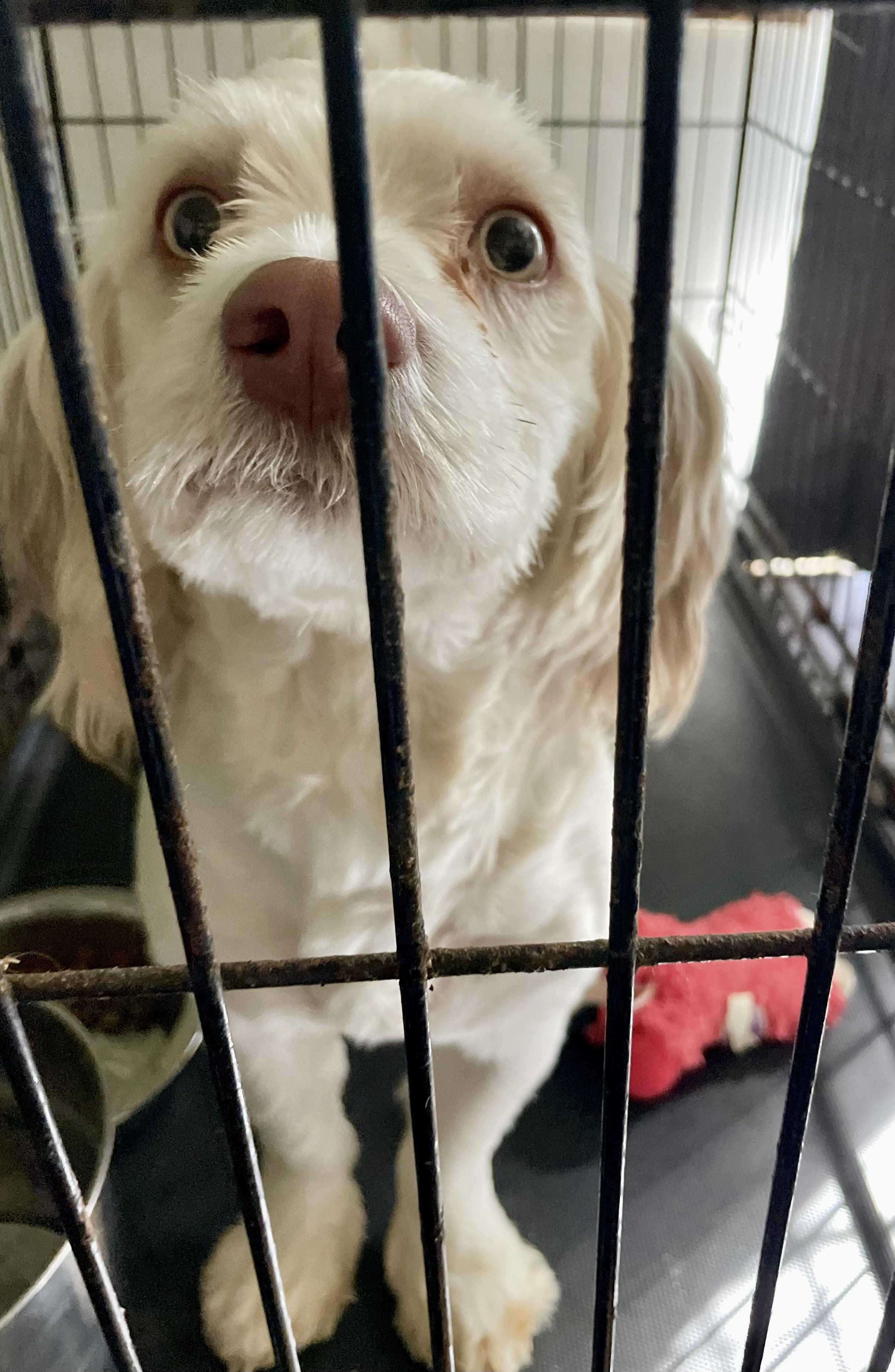 Enlarge Oliver, a Adoptable mixed breed in Lacon, IL image 2/6