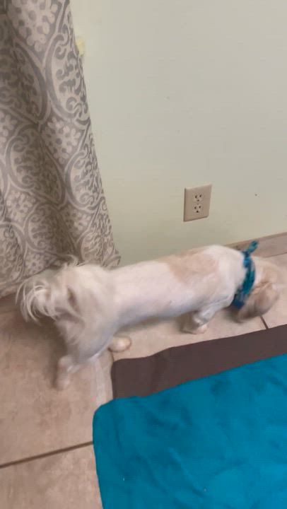 Enlarge Oliver, a Adoptable mixed breed in Lacon, IL video 5/6