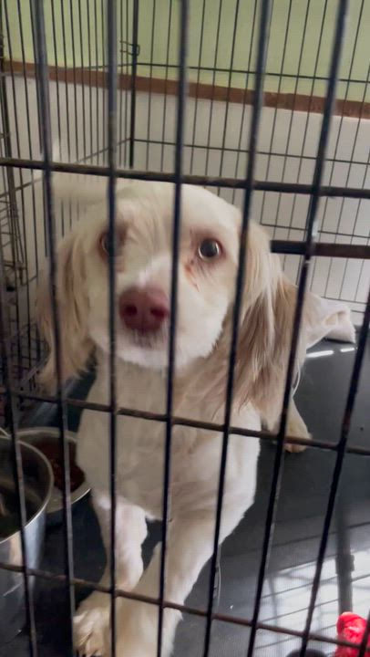 Enlarge Oliver, a Adoptable mixed breed in Lacon, IL video 3/6