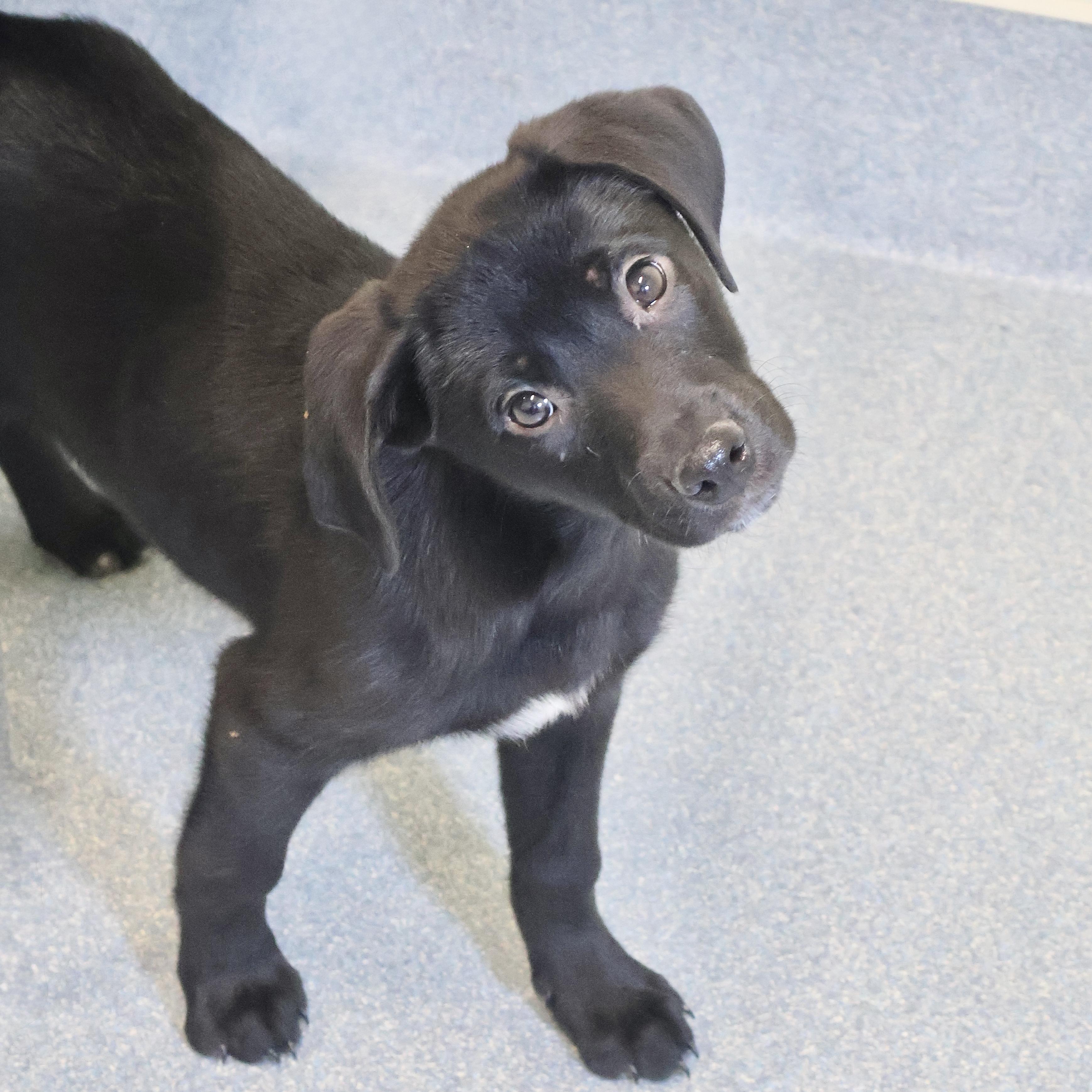 Taylor **available at offsite adoption event on Saturday, 2/28 * please read bio for info *, adopted, Puppy Female Labrador Retriever & Hound.