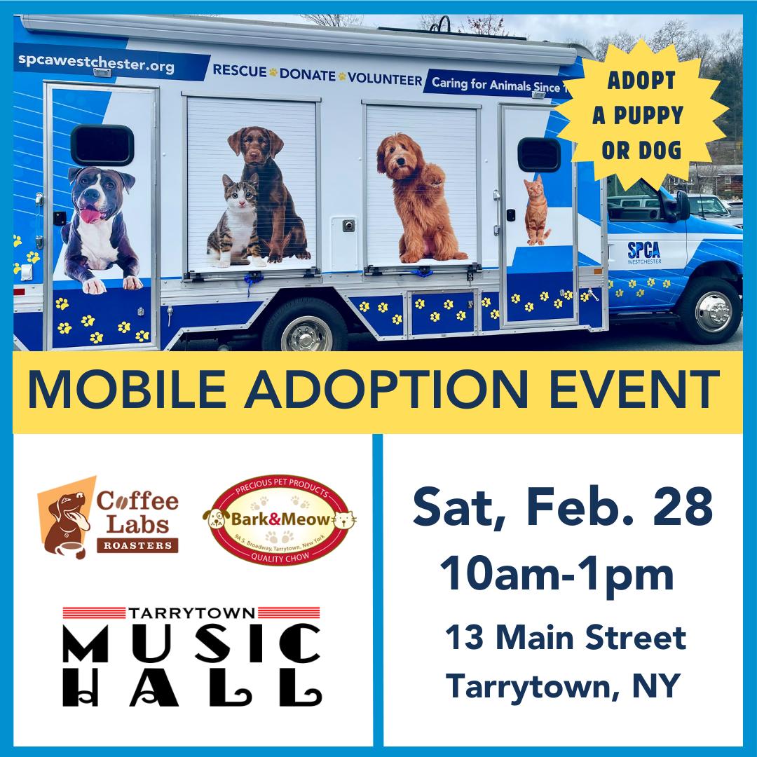 Enlarge Taylor **available at offsite adoption event on Saturday, 2/28 * please read bio for info *, an adopted mixed breed in Briarcliff Manor, NY image 2/3