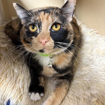 Stella, ADOPTABLE, Young Female Domestic Short Hair.