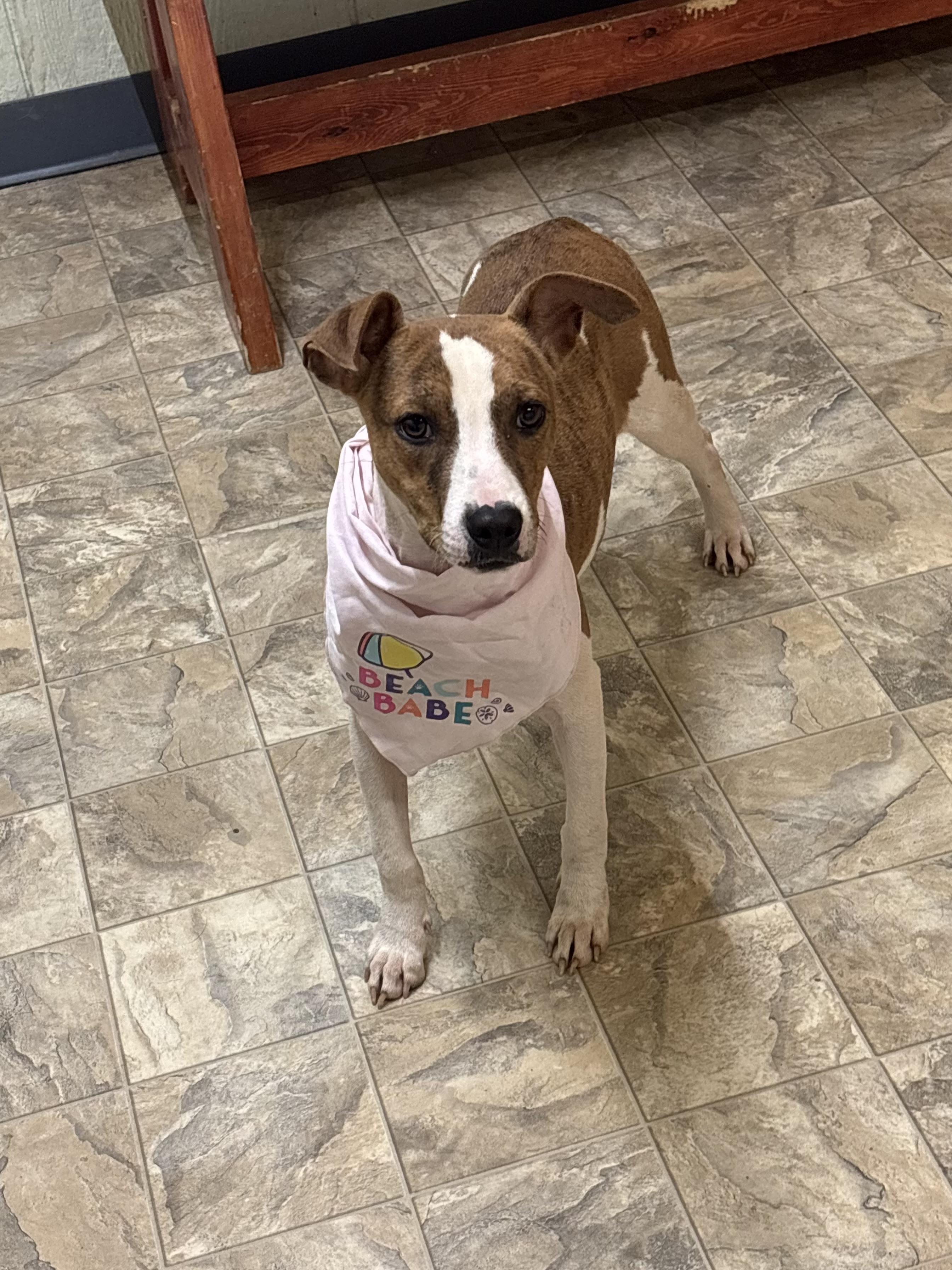 Enlarge Marble, a ADOPTABLE mixed breed in Pilot Point, TX image 1/2