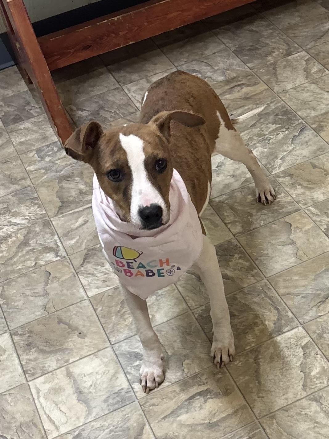 Enlarge Marble, a ADOPTABLE mixed breed in Pilot Point, TX image 2/2