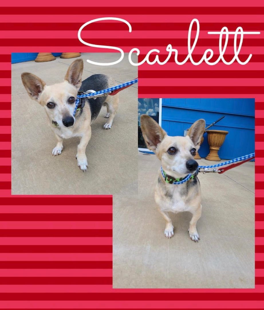 Scarlett, a Adoptable mixed breed in Longview, TX image 2/2
