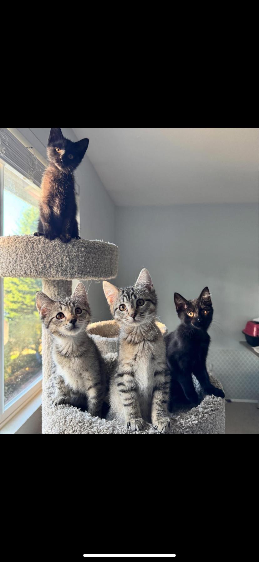 The Pumpkin Crew, ADOPTABLE, Kitten Male Domestic Short Hair.