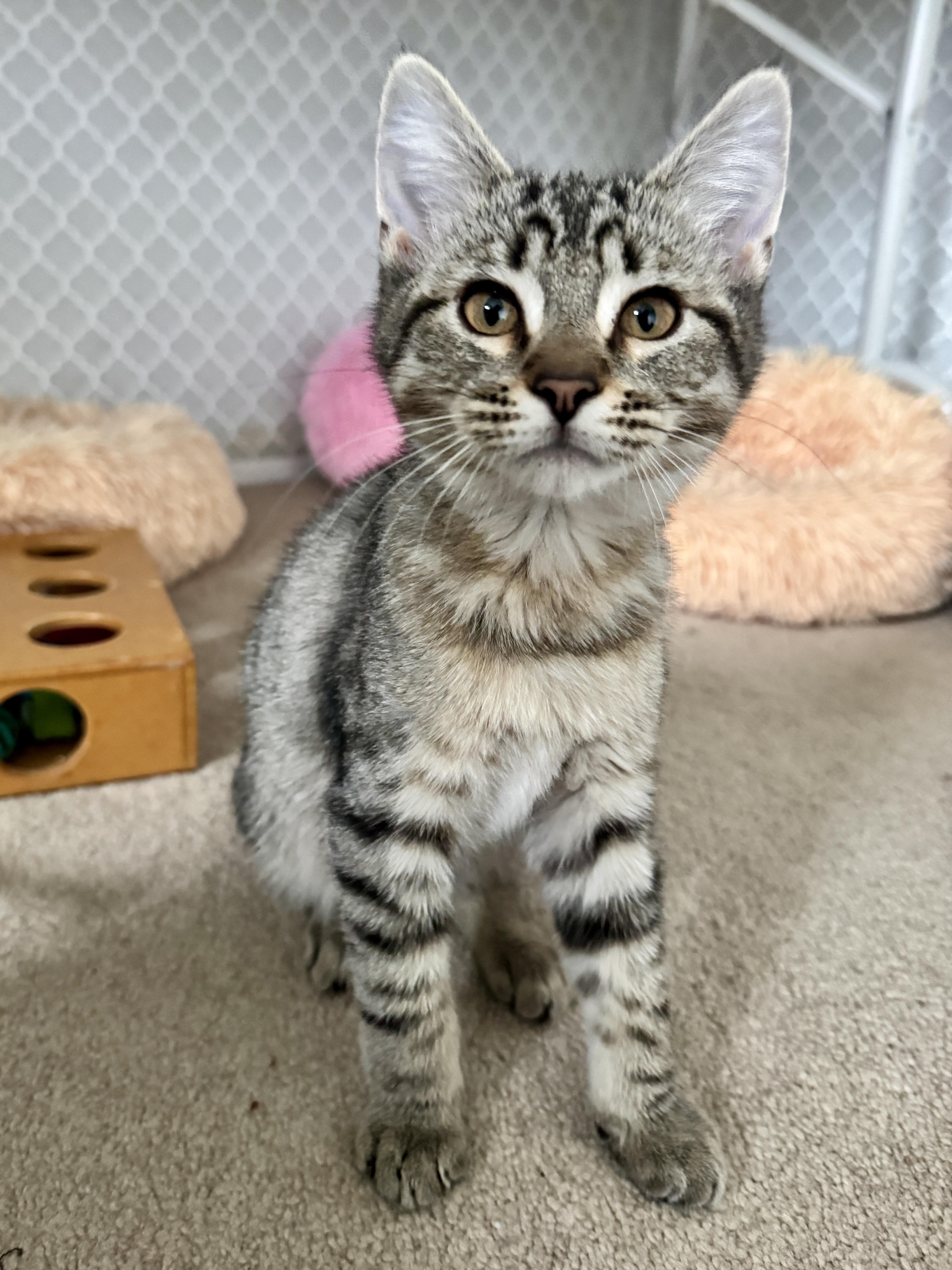 The Pumpkin Crew, a ADOPTABLE mixed breed in Renton, WA image 2/5