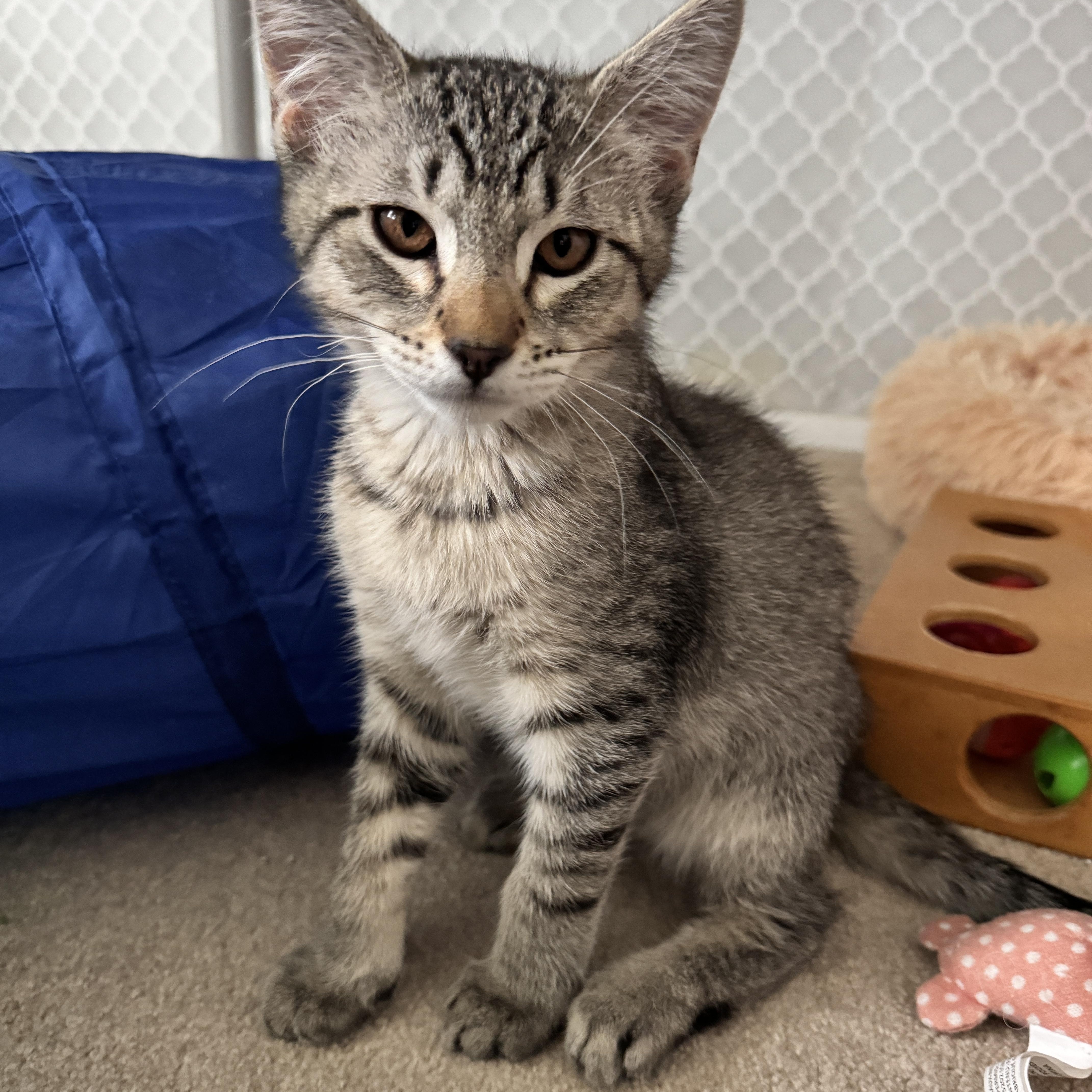 The Pumpkin Crew, a ADOPTABLE mixed breed in Renton, WA image 3/5