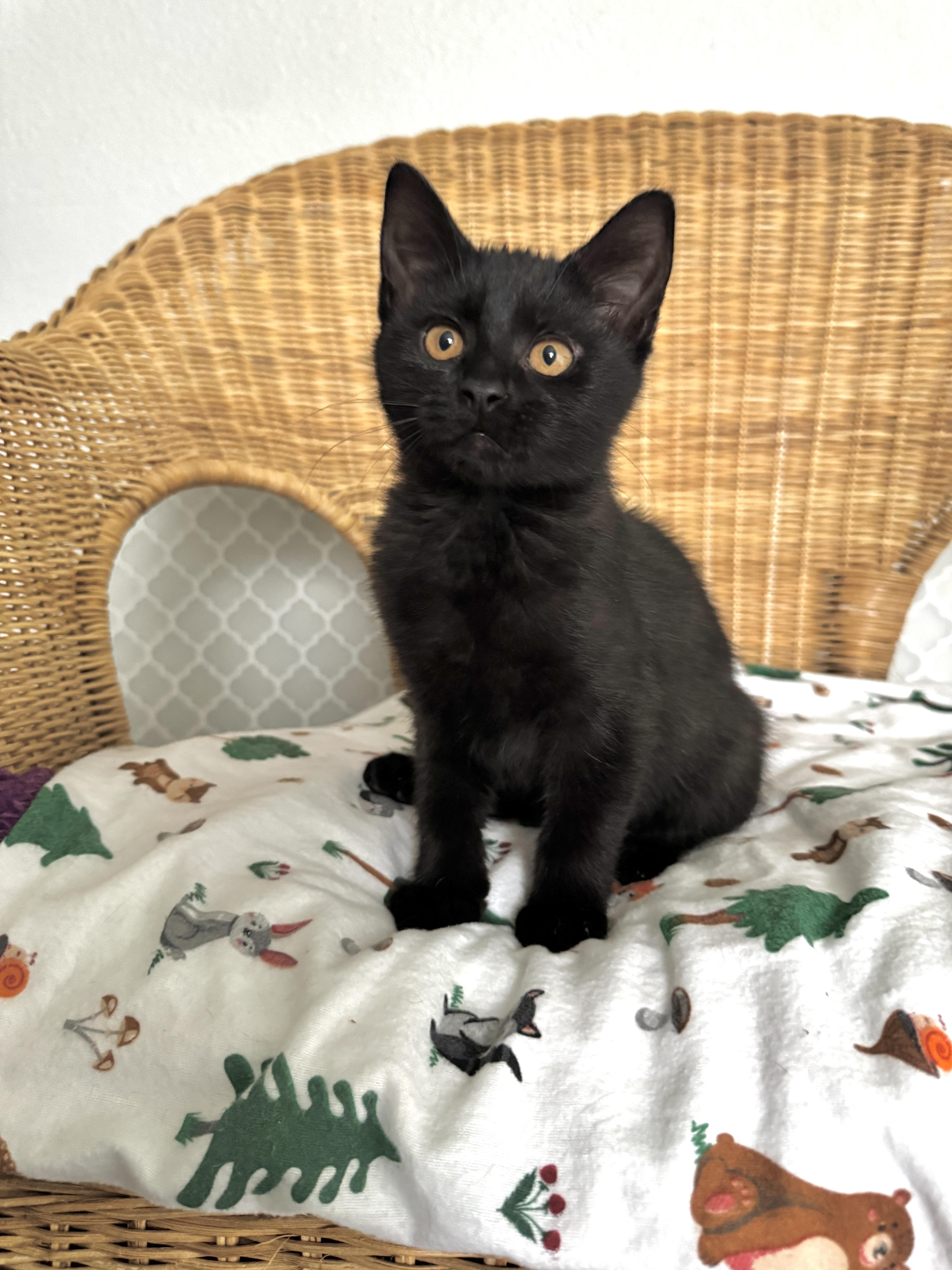 The Pumpkin Crew, a ADOPTABLE mixed breed in Renton, WA image 4/5