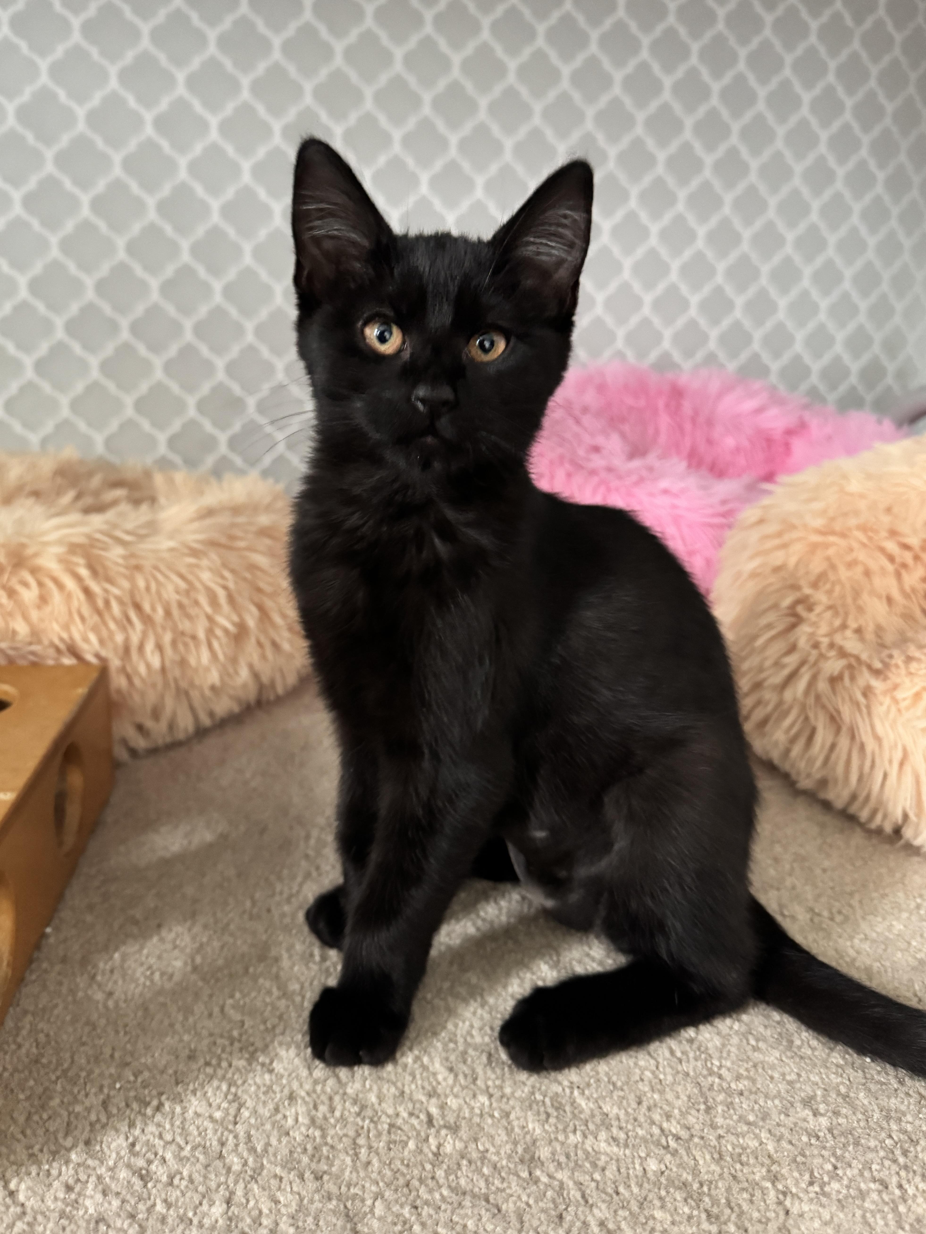 The Pumpkin Crew, a ADOPTABLE mixed breed in Renton, WA image 5/5