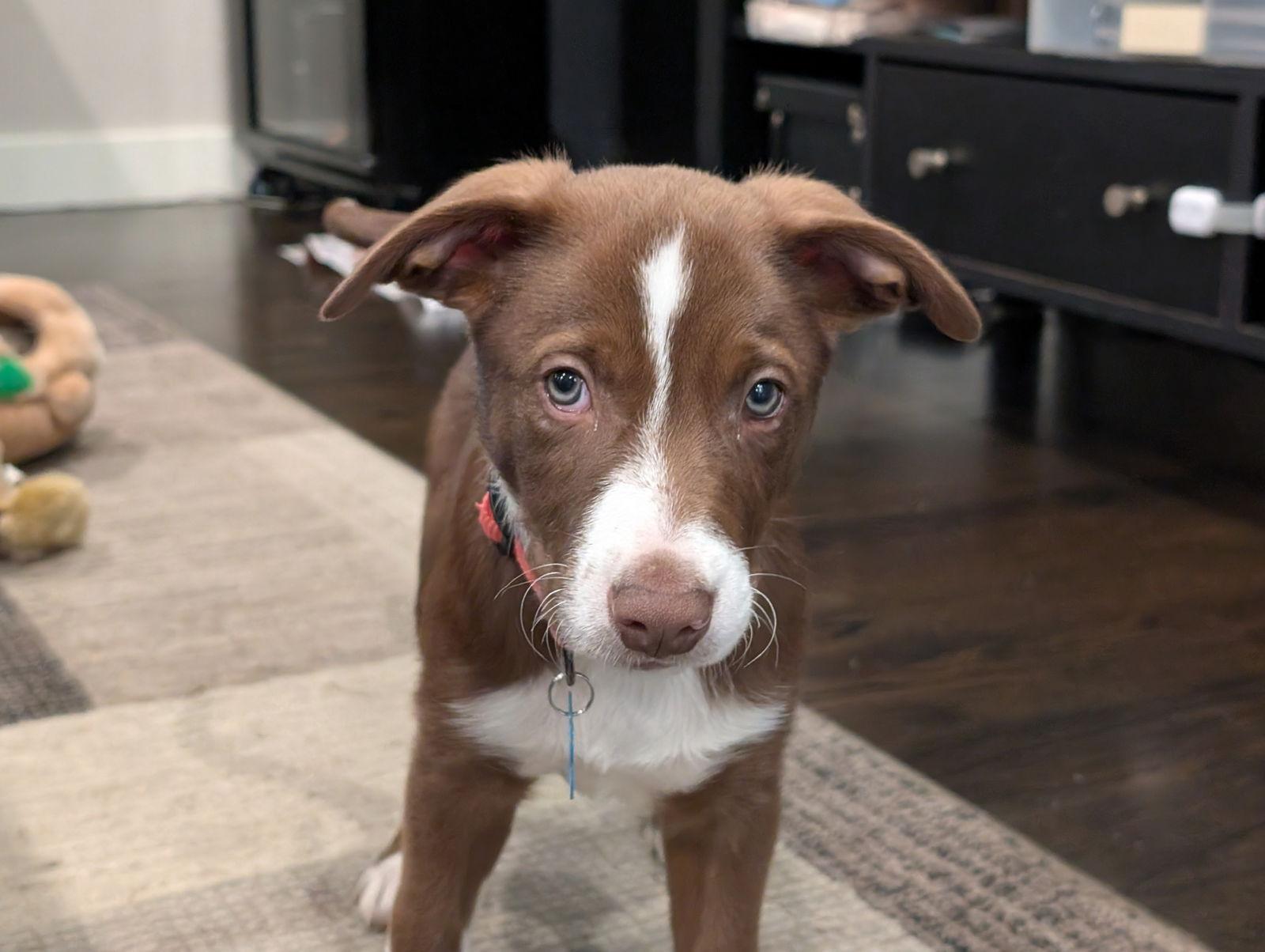 Enlarge Pumpkin, a Adopted Border Collie in Sunnyvale, CA image 1/1