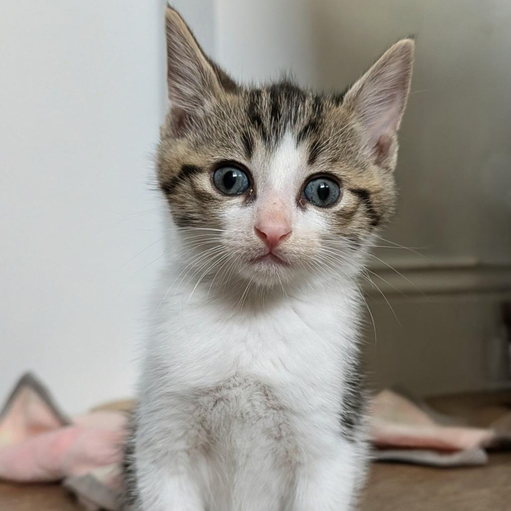 Dom, Adoptable, Kitten Male Domestic Short Hair.