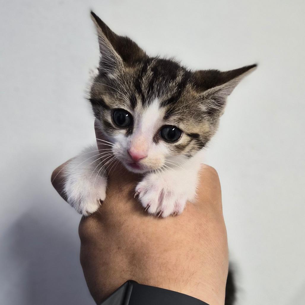 Dom, a Adoptable Domestic Short Hair in Wahiawa, HI image 2/3