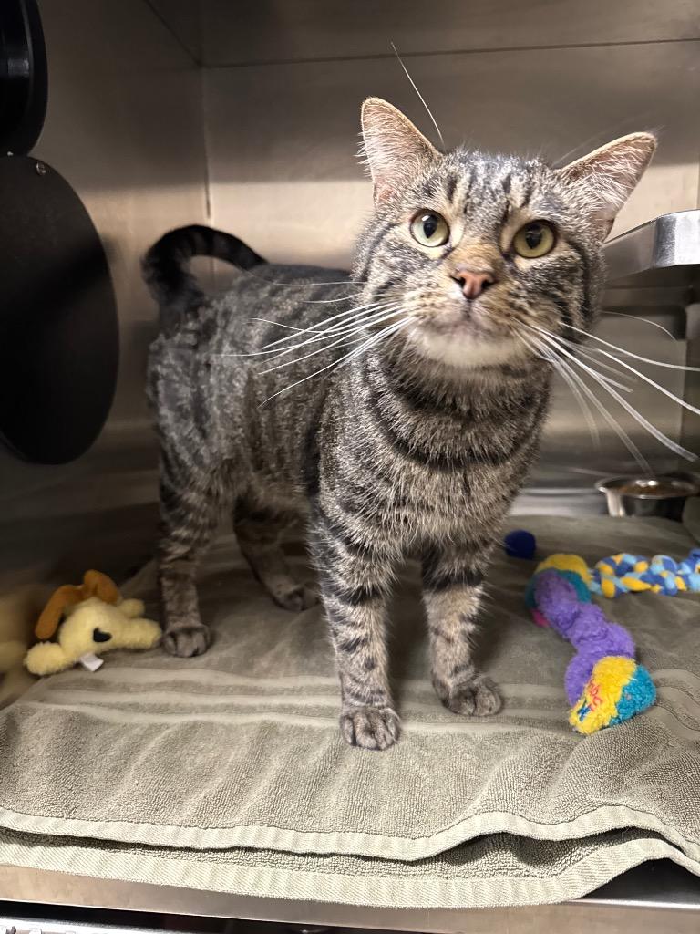 Enlarge Trapper, a Adoptable mixed breed in Great Bend, KS image 1/1