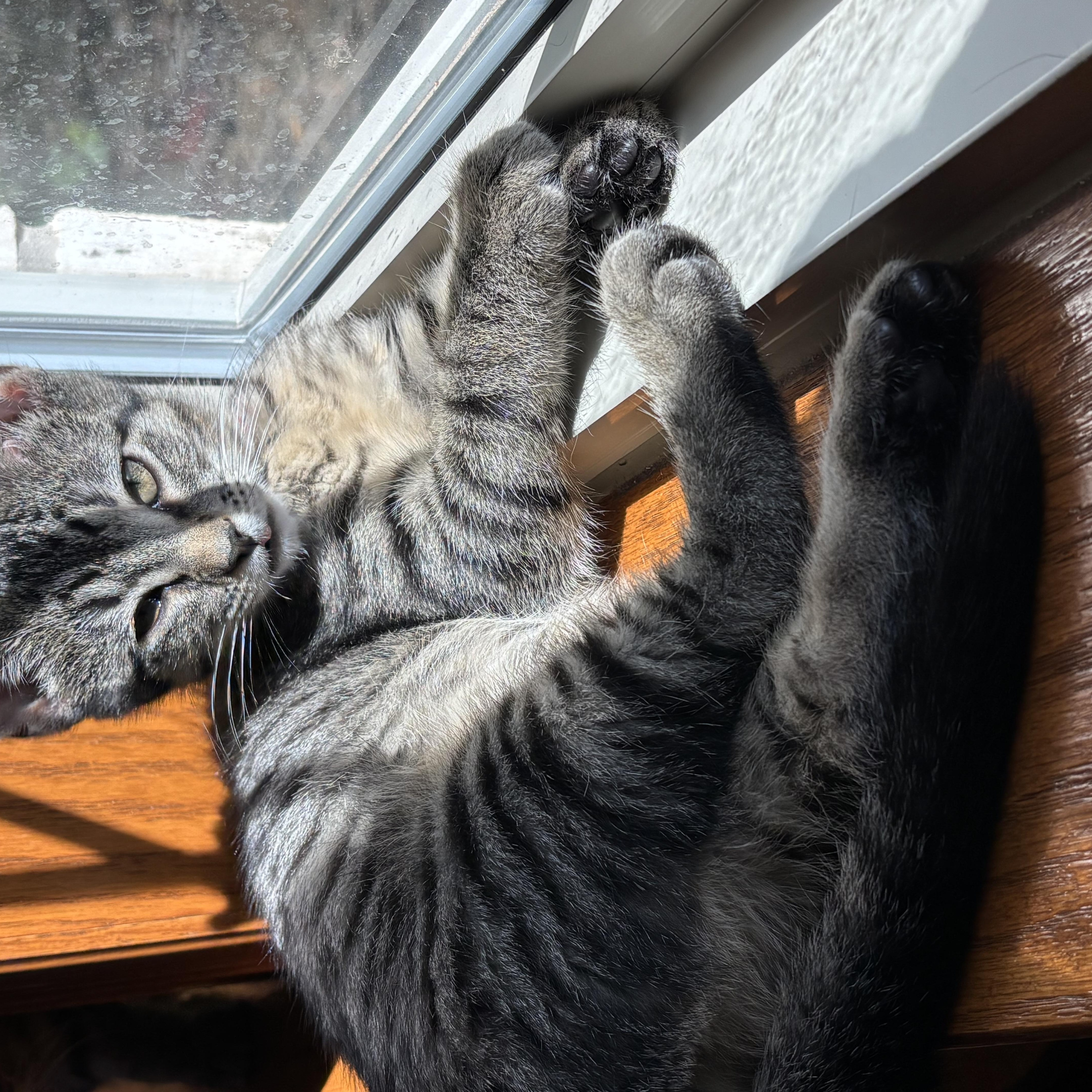 Enlarge Silver, an adopted Domestic Short Hair in Fort Worth, TX image 3/4