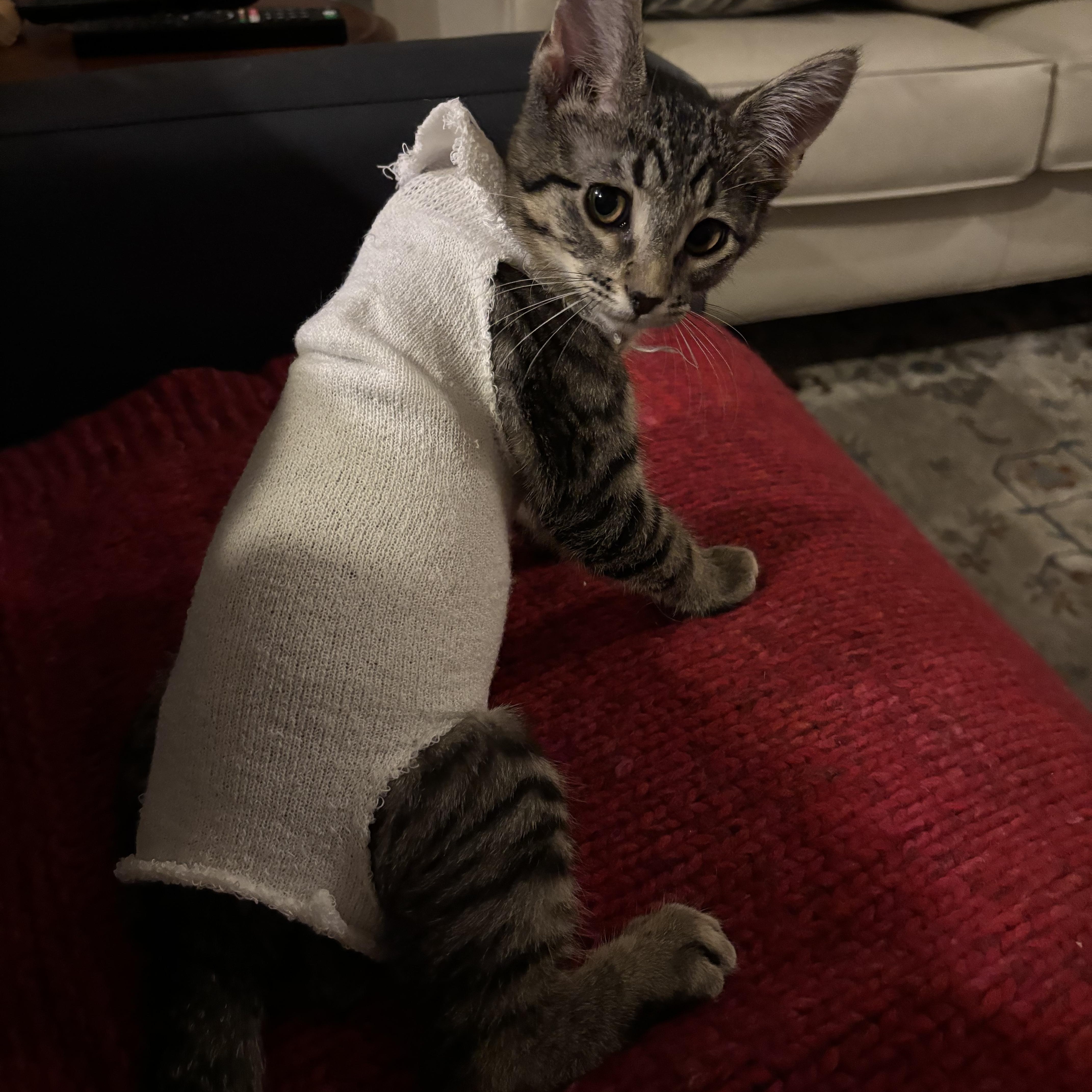 Enlarge Silver, an adopted Domestic Short Hair in Fort Worth, TX image 4/4