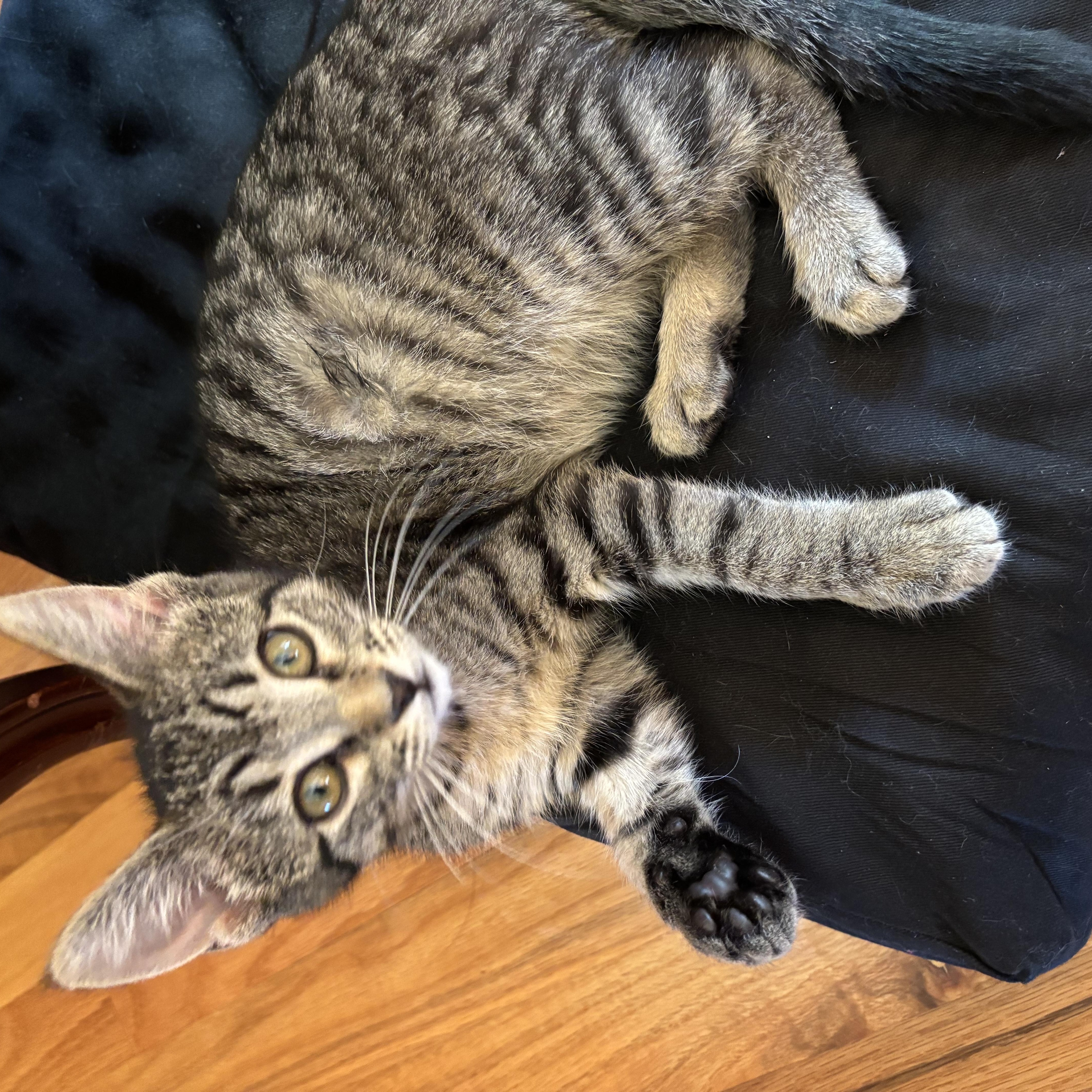 Enlarge Silver, an adopted Domestic Short Hair in Fort Worth, TX image 2/4
