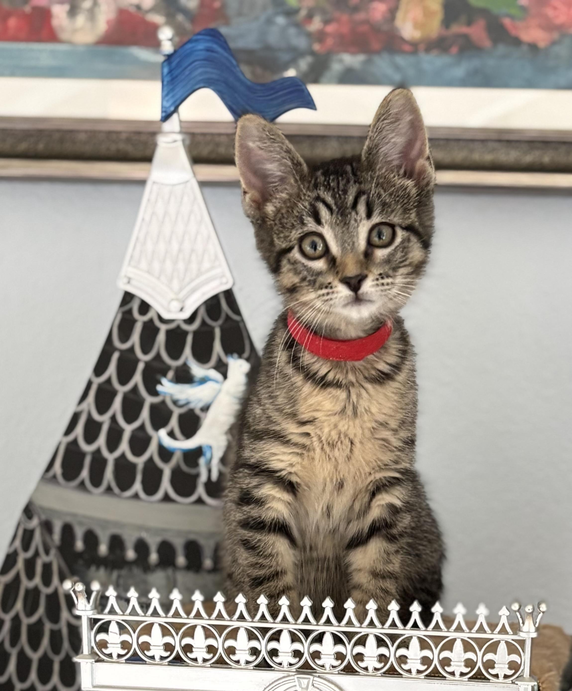 Enlarge Silver, an adopted Domestic Short Hair in Fort Worth, TX image 1/4