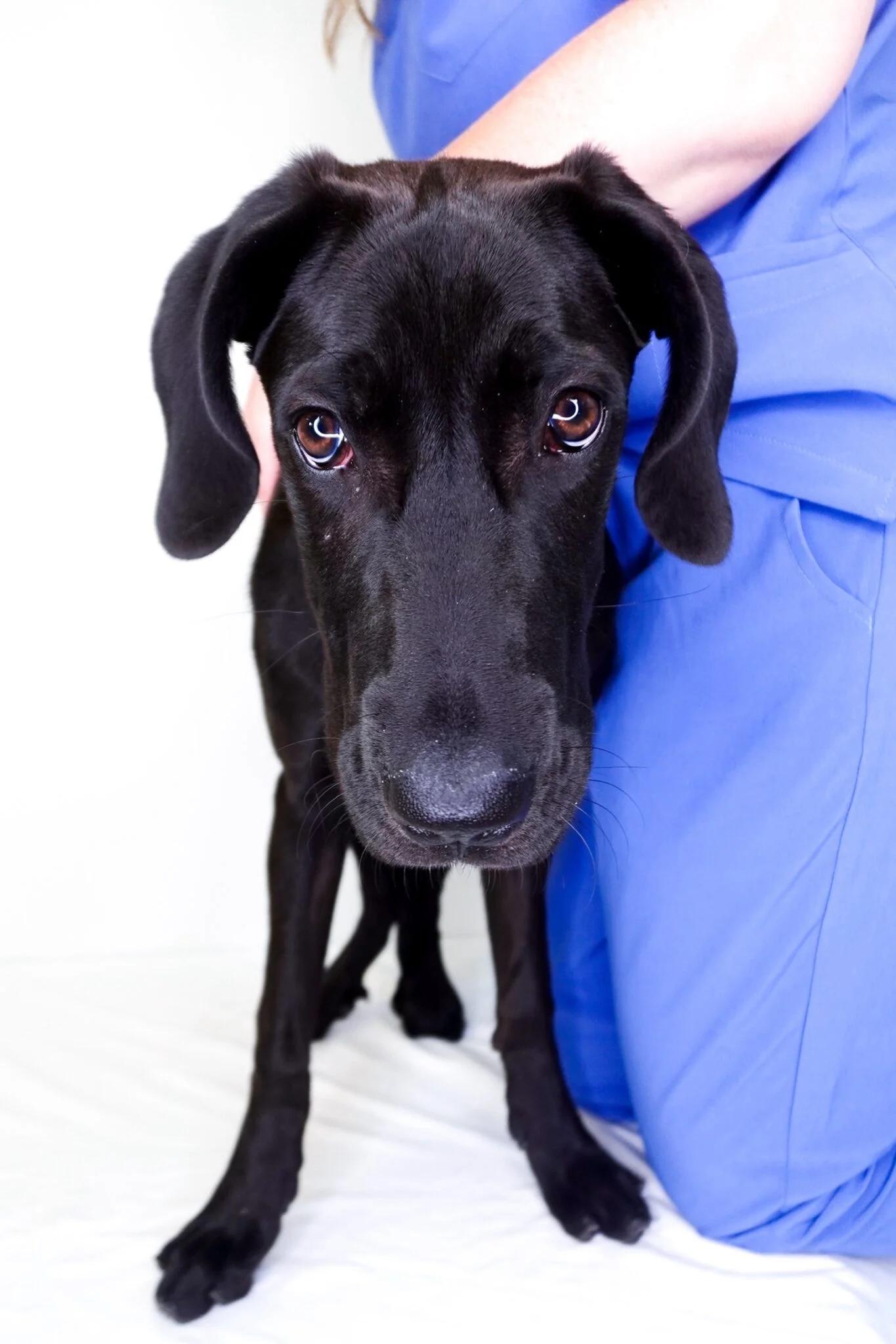 Nox, Adoptable, Young Female Great Dane.