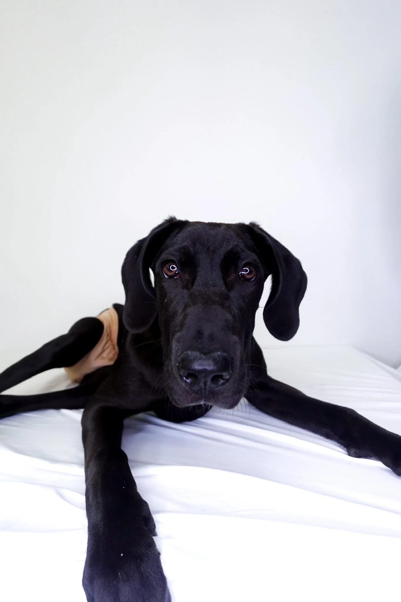 Nox, a Adoptable mixed breed in Bixby, OK image 2/4