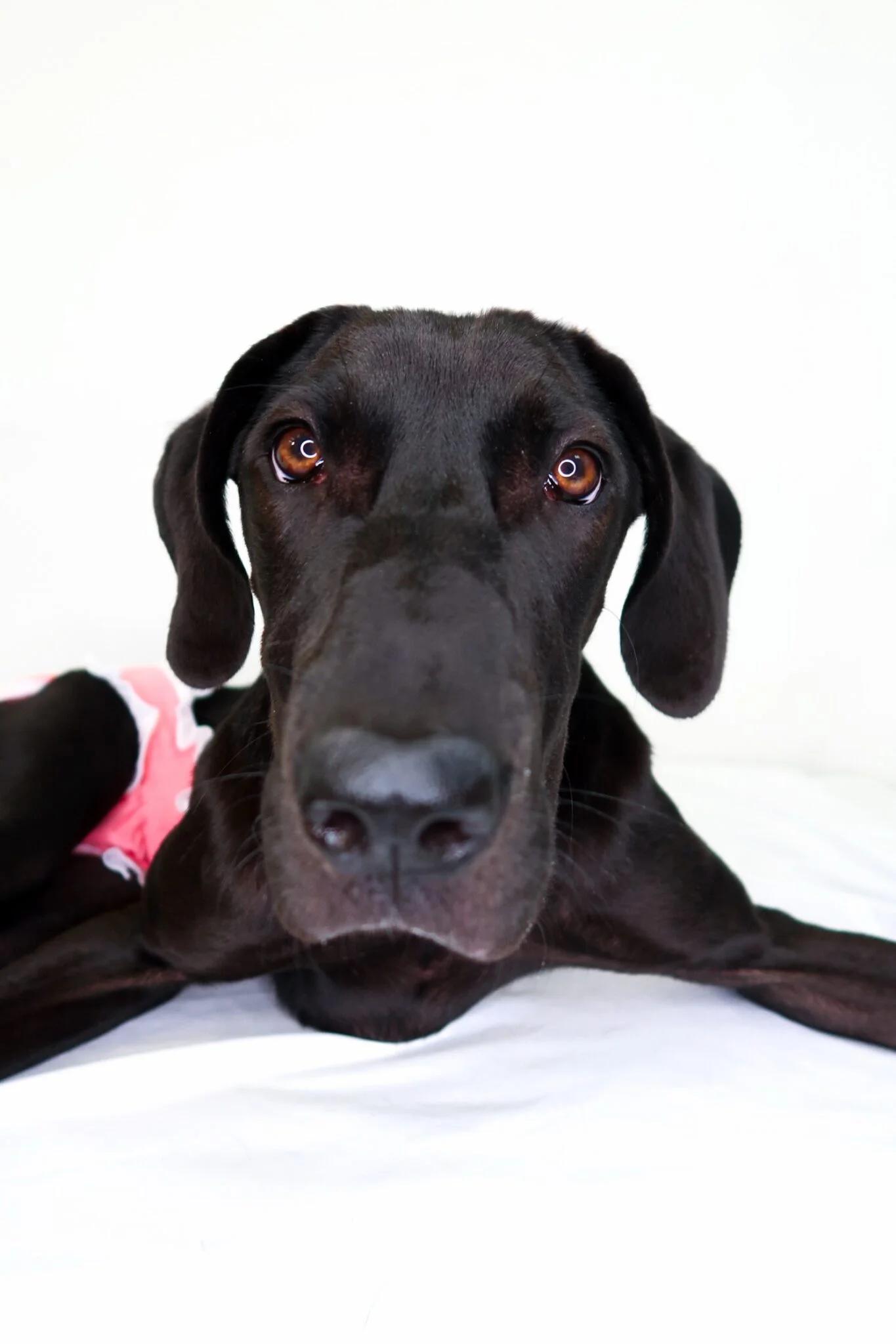 Nox, a Adoptable mixed breed in Bixby, OK image 3/6