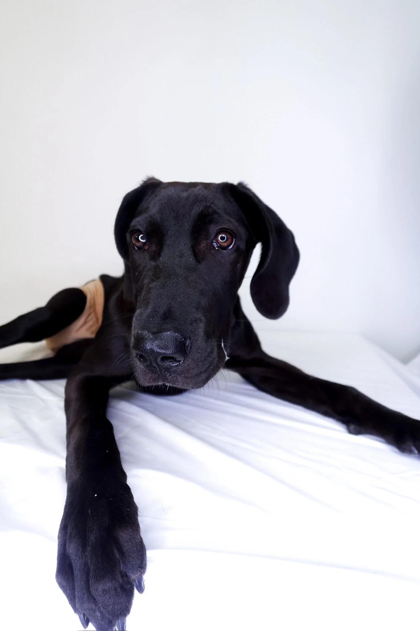 Nox, a Adoptable mixed breed in Bixby, OK image 3/4