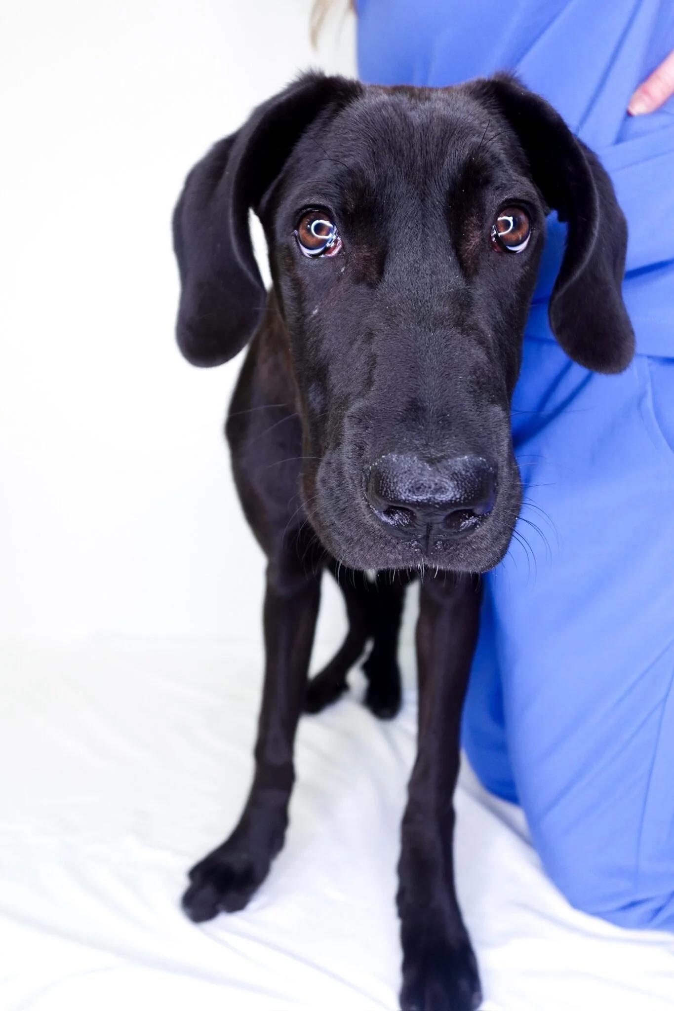 Nox, a Adoptable mixed breed in Bixby, OK image 4/4