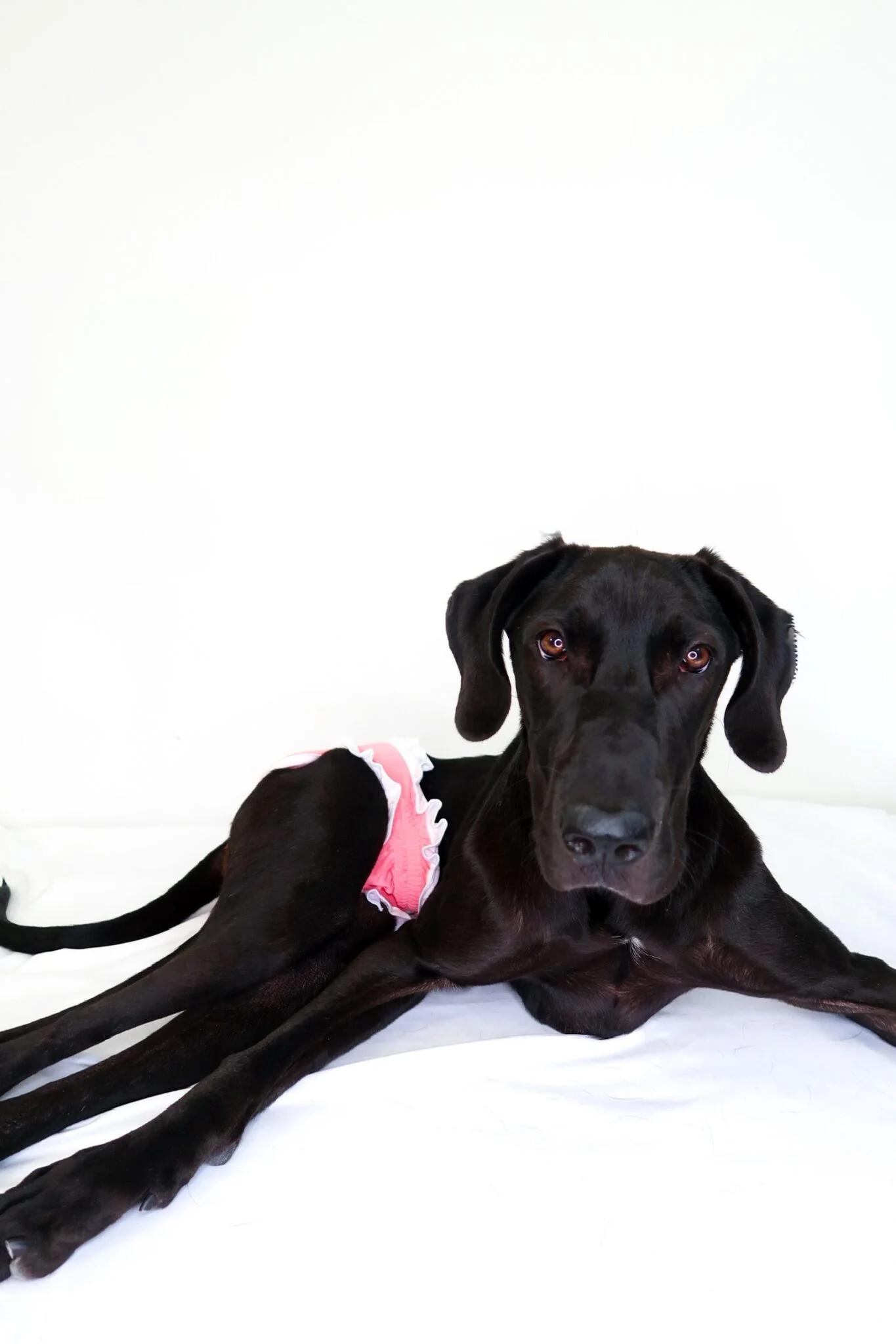 Nox, a Adoptable mixed breed in Bixby, OK image 1/6