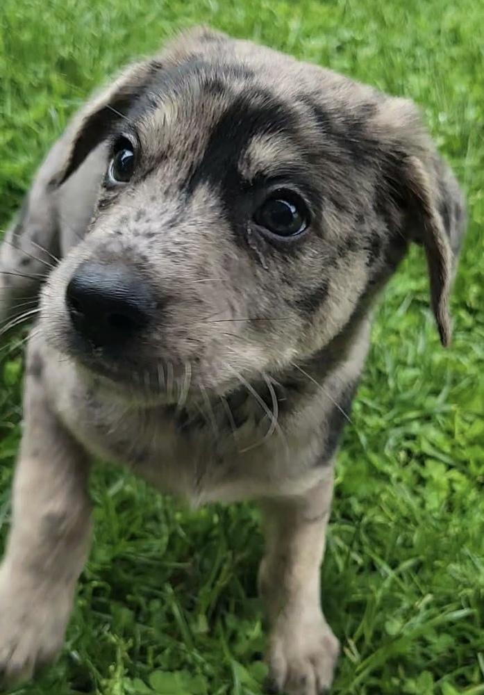 Enlarge Benedict, a ADOPTABLE mixed breed in China Township, MI image 4/6