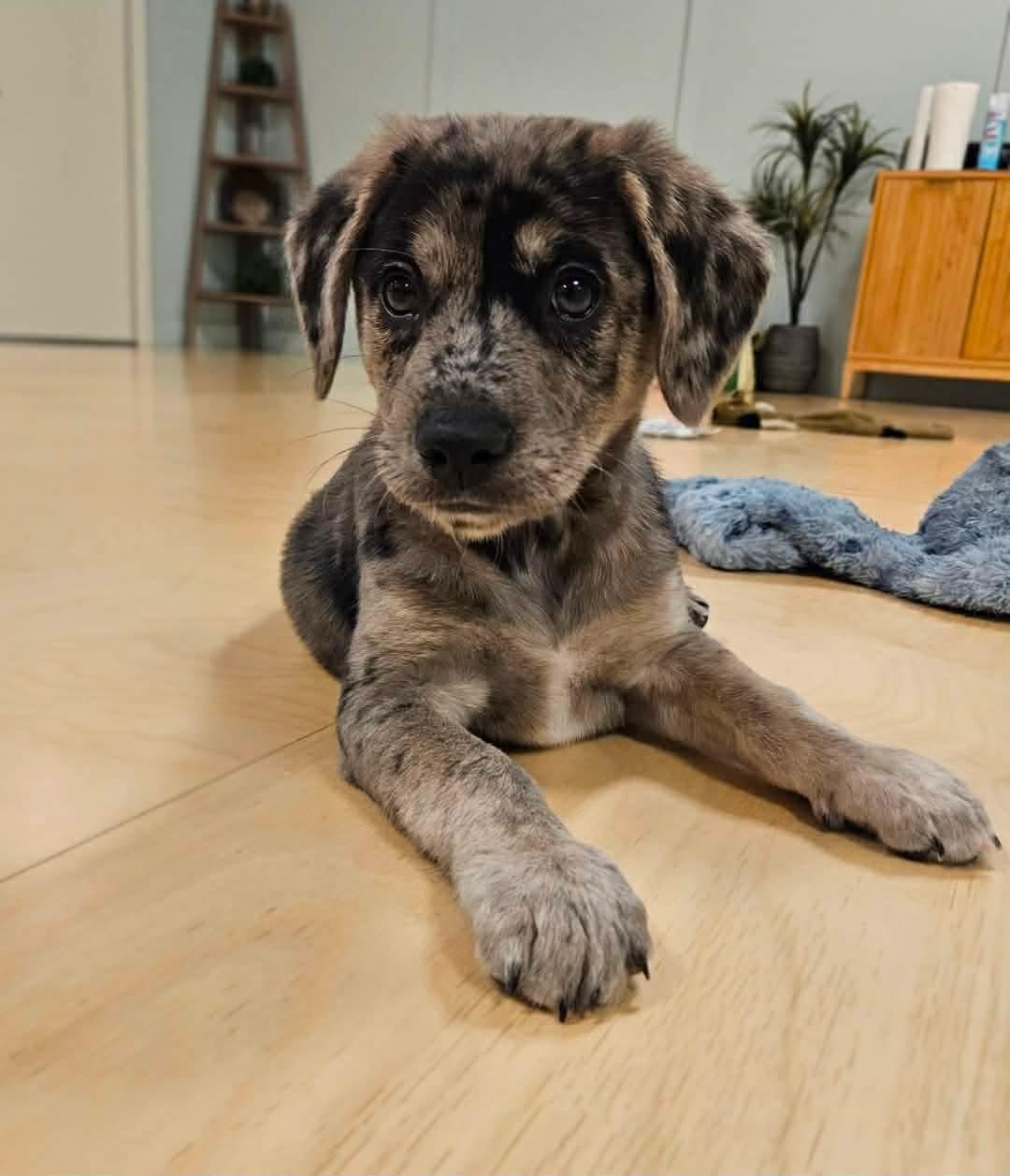 Enlarge Benedict, a ADOPTABLE mixed breed in China Township, MI image 6/6