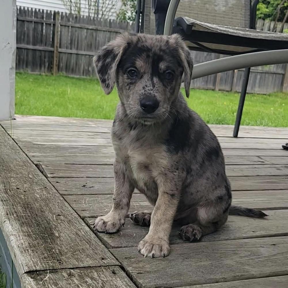 Enlarge Benedict, a ADOPTABLE mixed breed in China Township, MI image 2/6