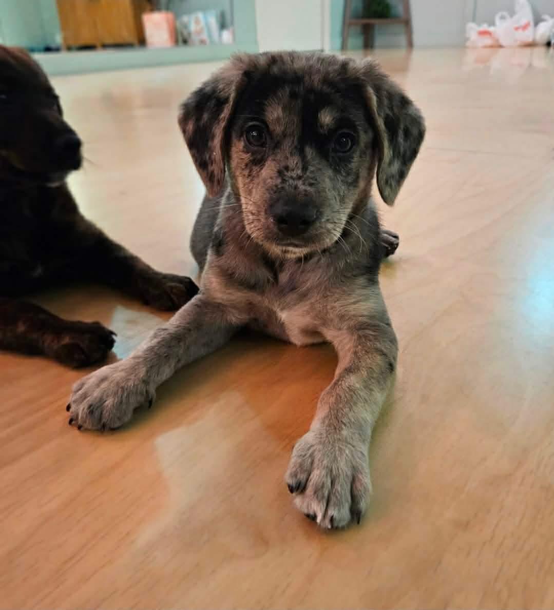 Benedict, ADOPTABLE, Puppy Male Labrador Retriever.