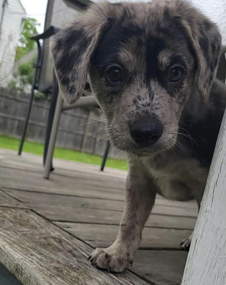 Enlarge Benedict, a ADOPTABLE mixed breed in China Township, MI image 3/6