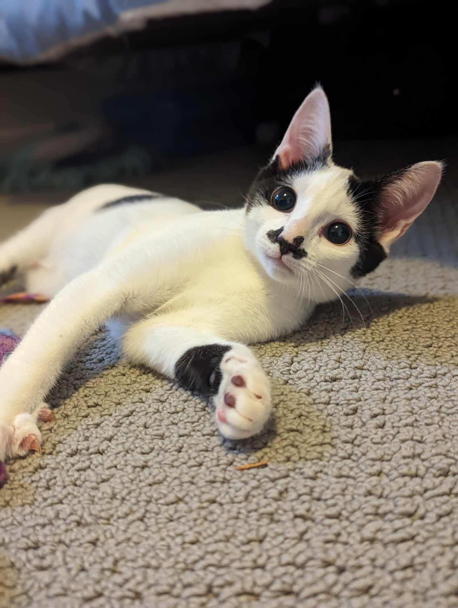 Charlie Chaplin, Adopted, Kitten Female Domestic Short Hair & Siamese.