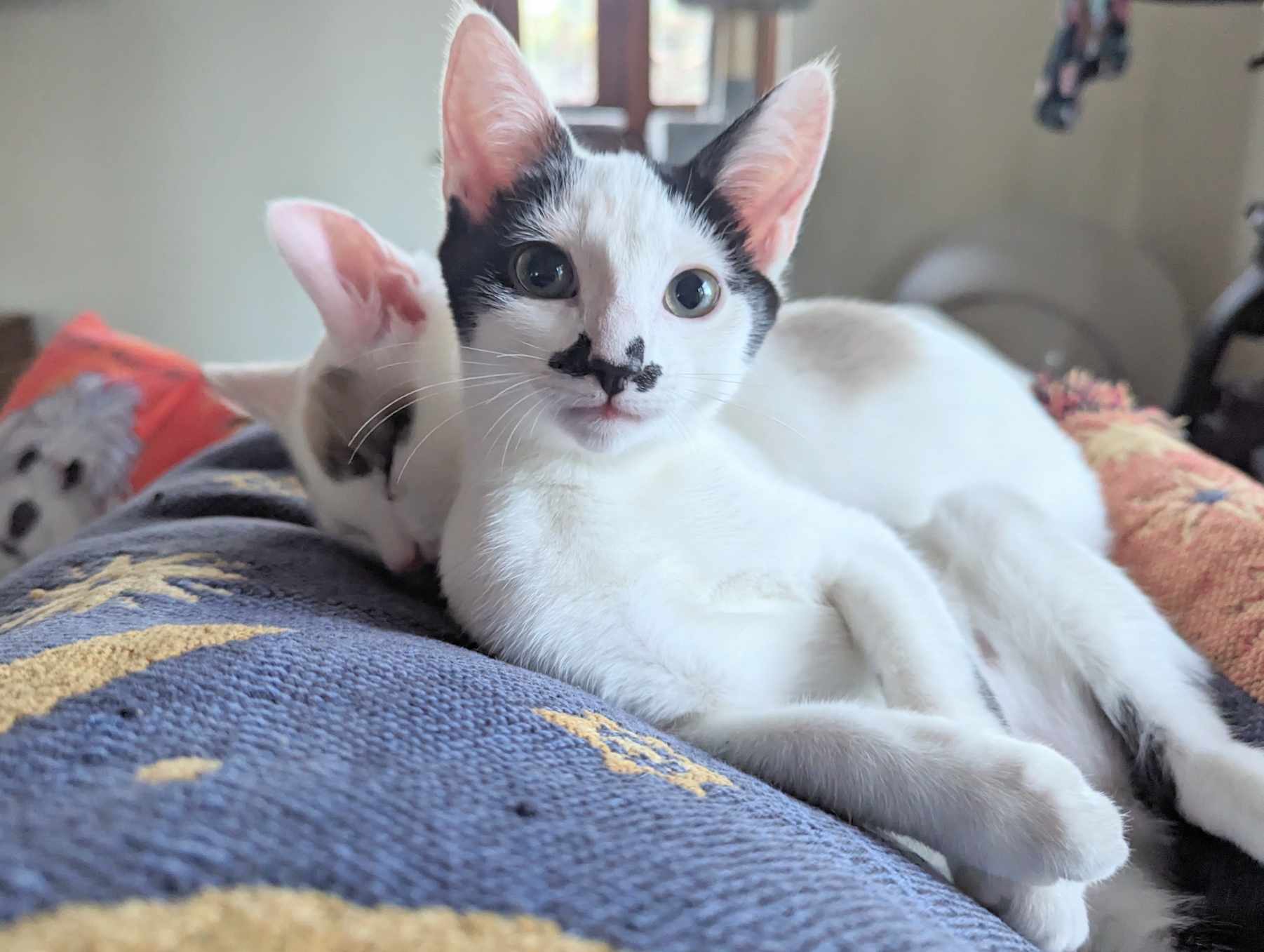 Charlie Chaplin, a Adopted mixed breed in Mullica Hill, NJ image 2/3