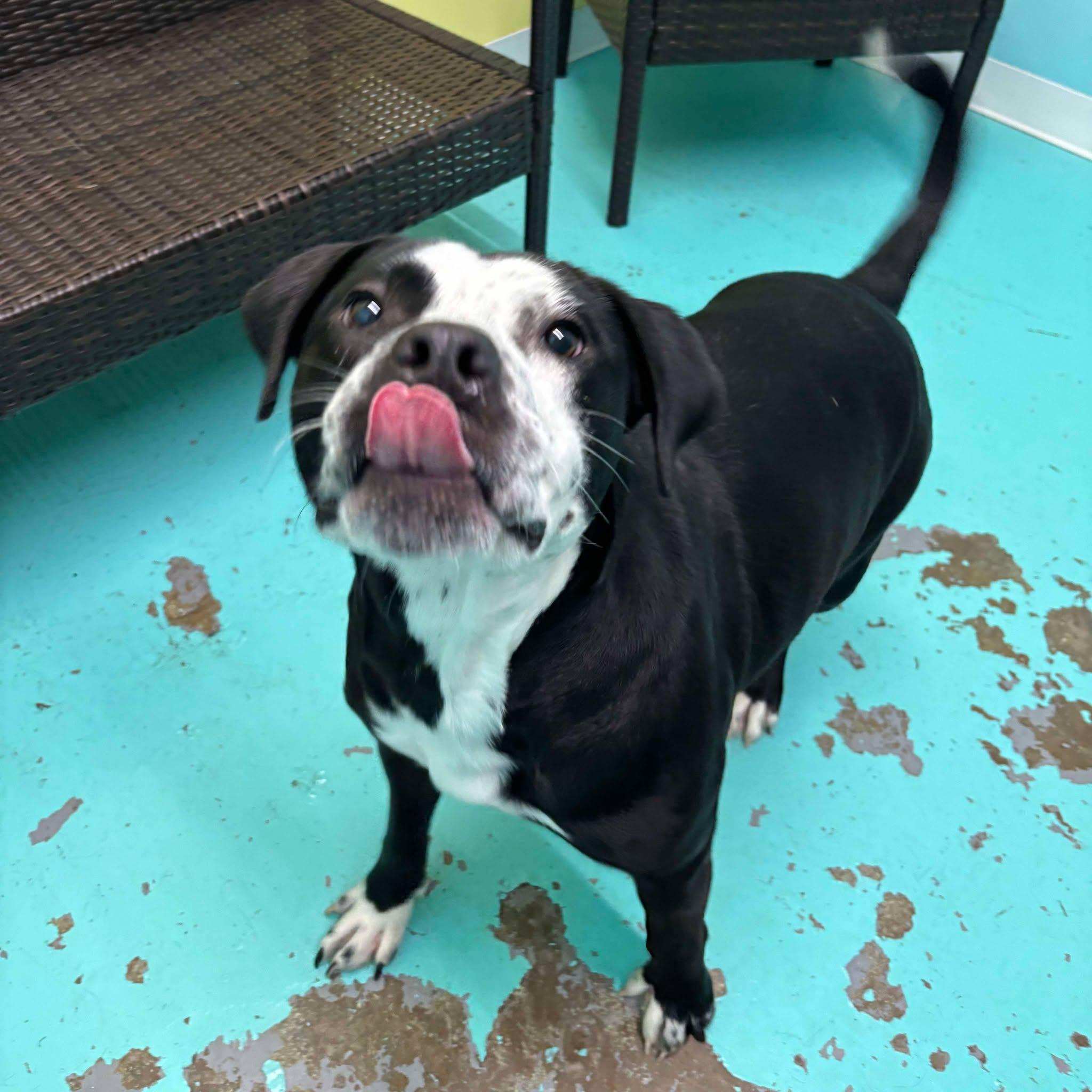 Bandit, an adoptable Pit Bull Terrier in Trenton, MO, 64683 | Photo Image 6