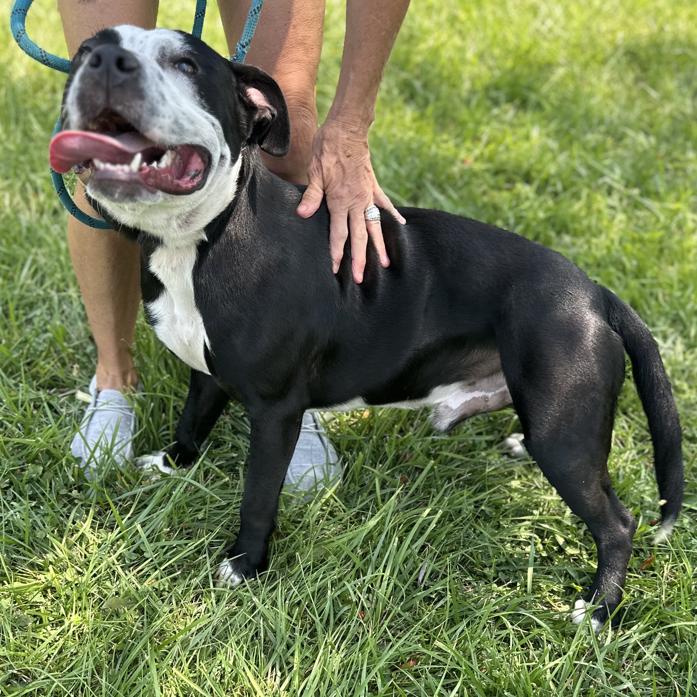 Bandit, a Adoptable Pit Bull Terrier in Trenton, MO image 2/6