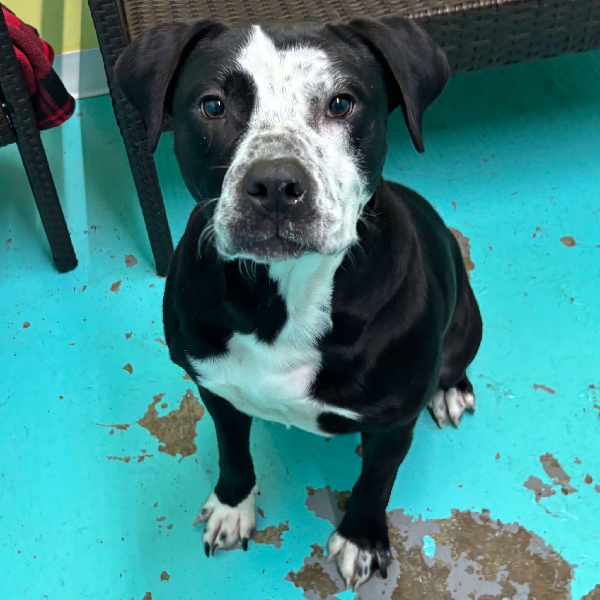 Bandit, a Adoptable Pit Bull Terrier in Trenton, MO image 1/6