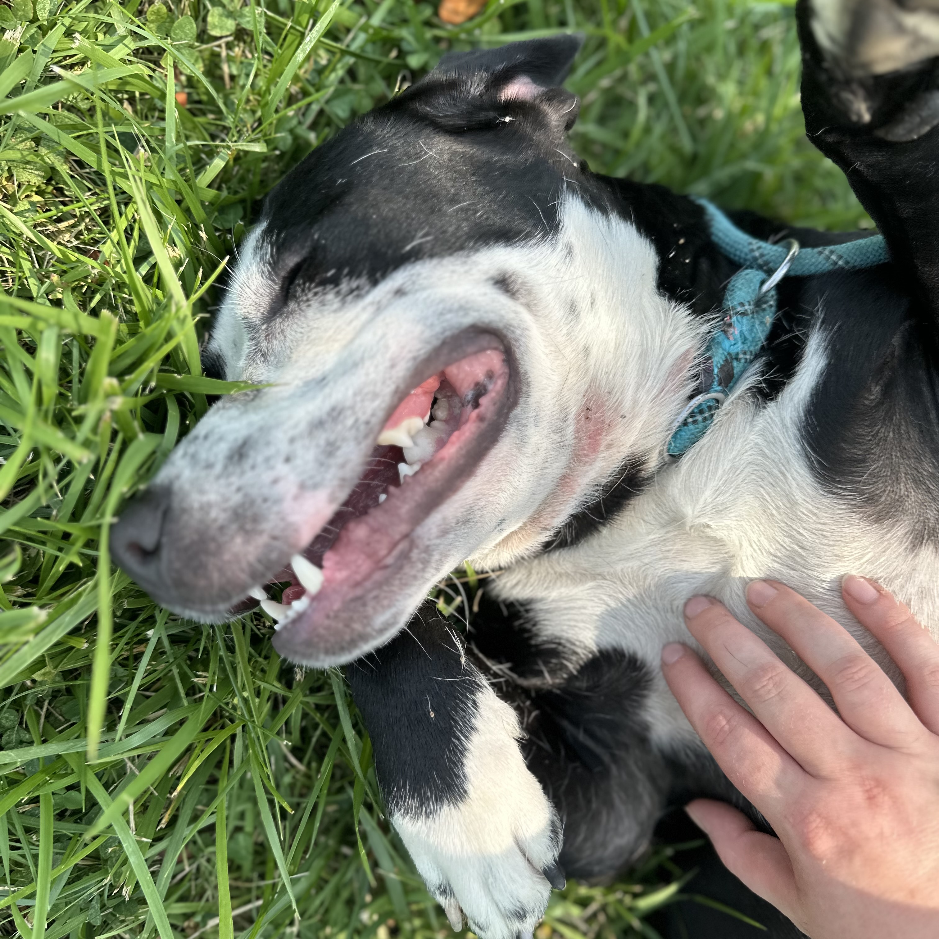 Bandit, a Adoptable Pit Bull Terrier in Trenton, MO image 4/6