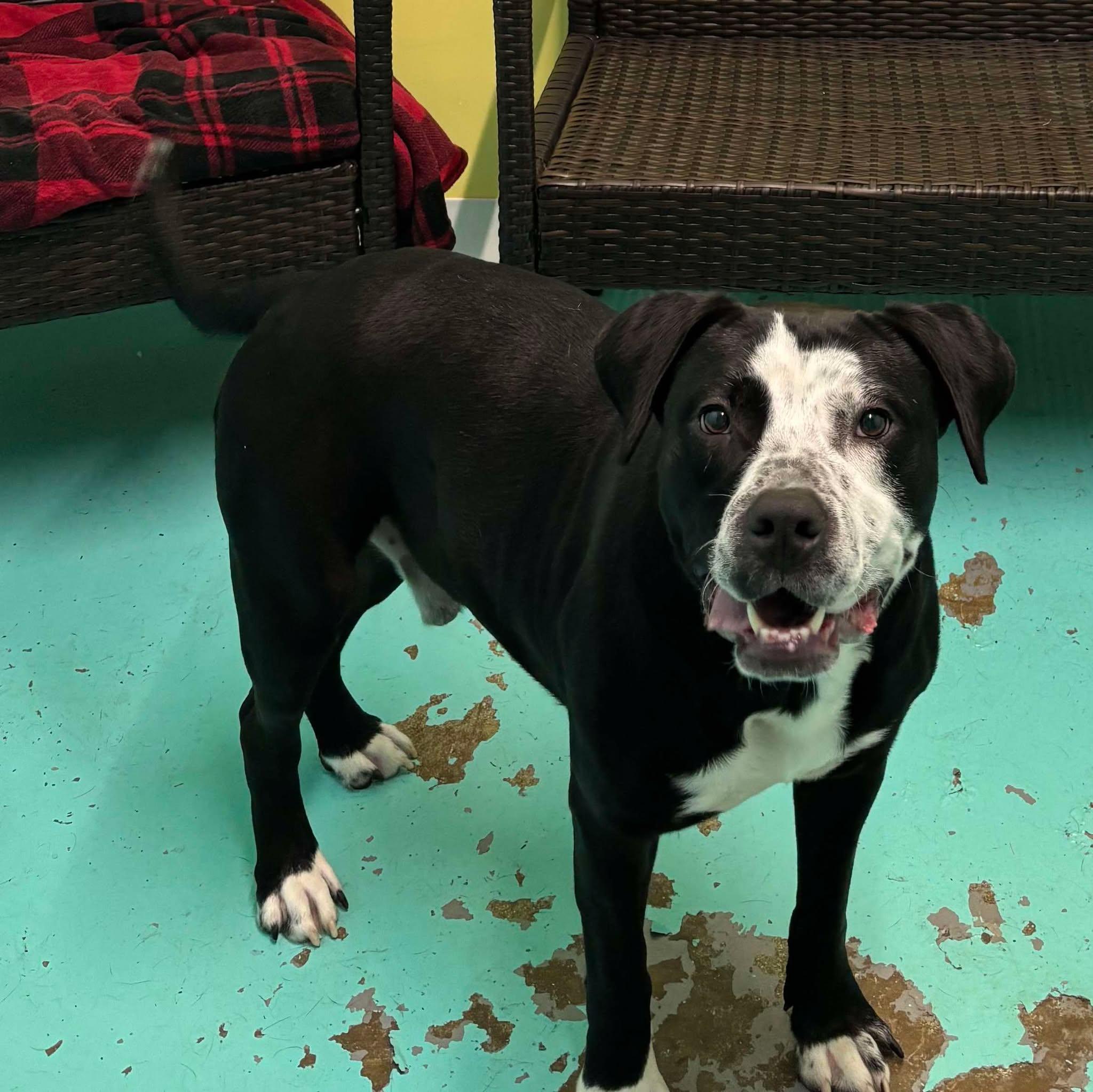 Bandit, an adoptable Pit Bull Terrier in Trenton, MO, 64683 | Photo Image 5