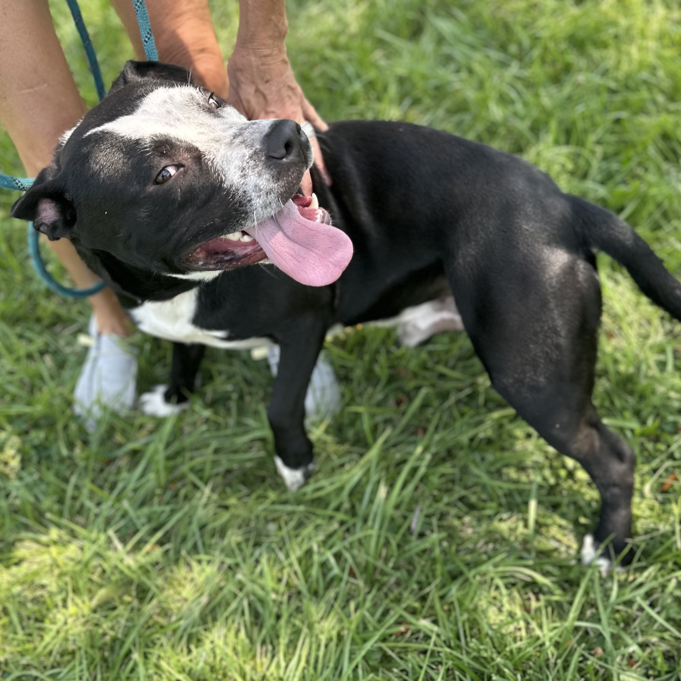 Bandit, a Adoptable Pit Bull Terrier in Trenton, MO image 3/6
