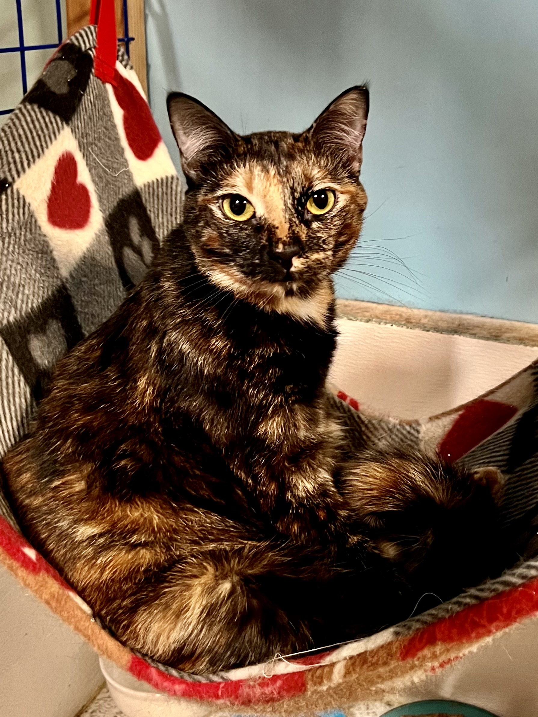 Freya, Young Female Tortoiseshell