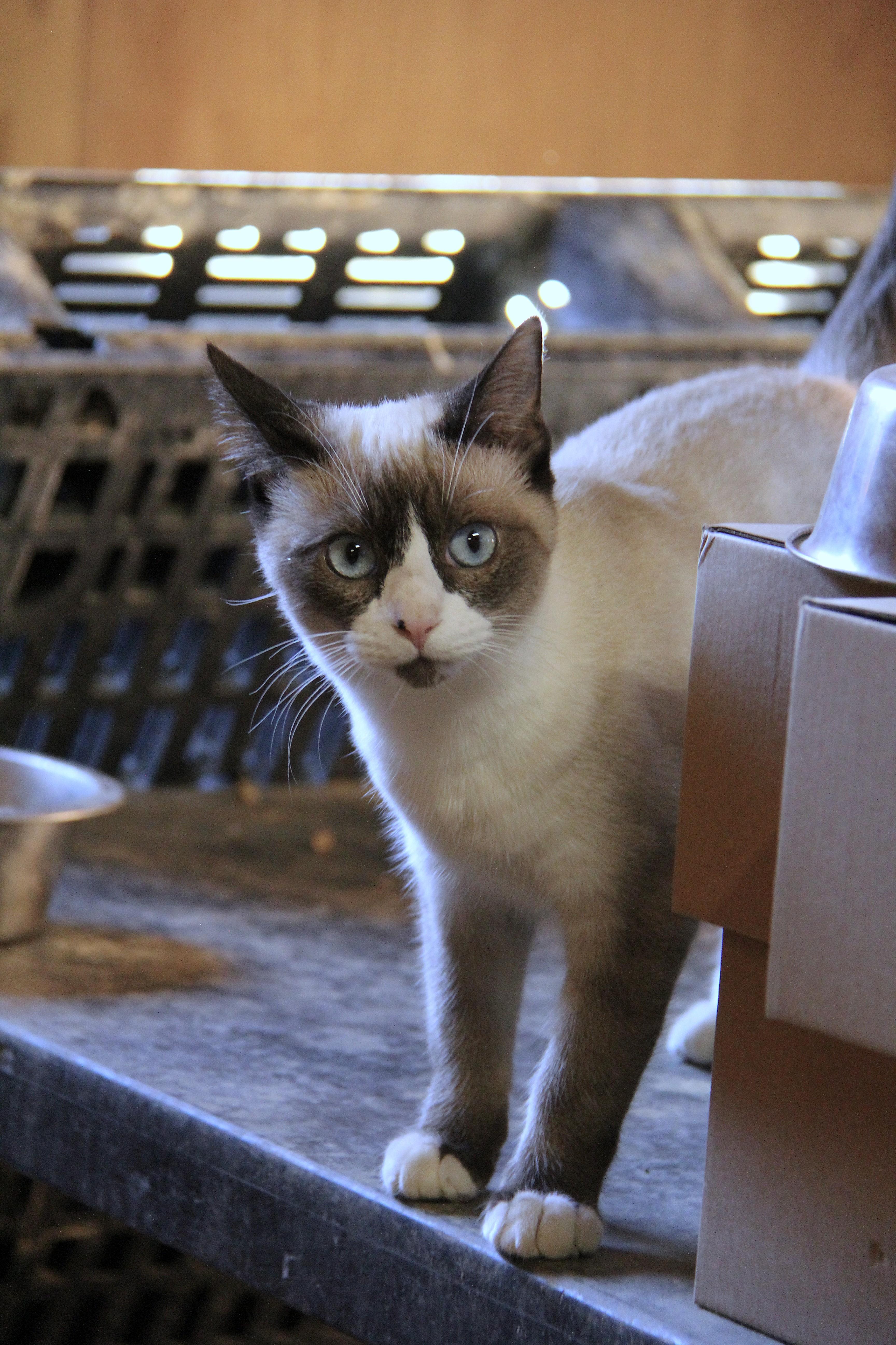 Wonton, Adoptable, Kitten Male Siamese.