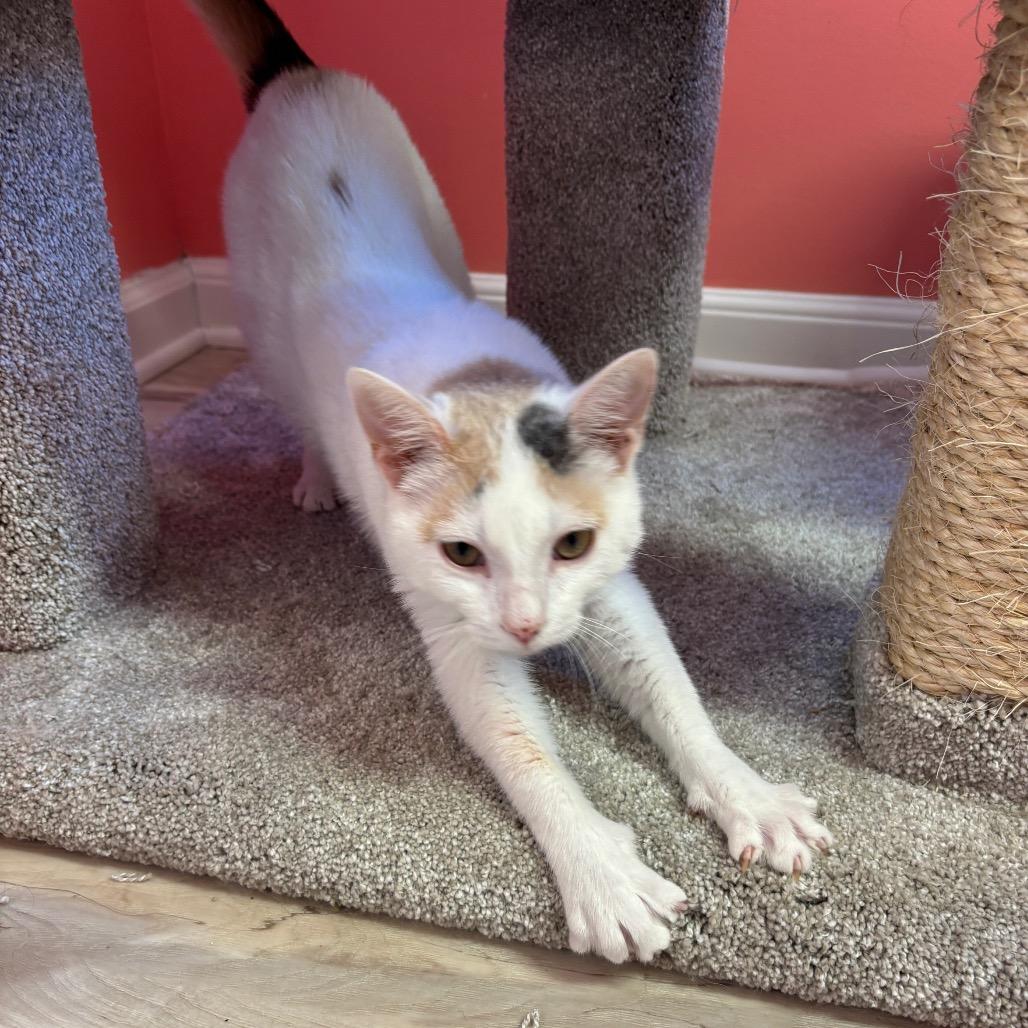 Daisy — thumbnail 2