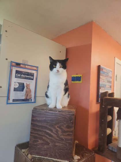 Zena, Adoptable, Kitten Female Domestic Short Hair & Domestic Short Hair.