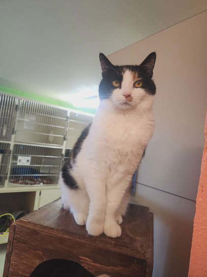 Enlarge Zena, a Adoptable mixed breed in Scottsbluff, NE image 2/3