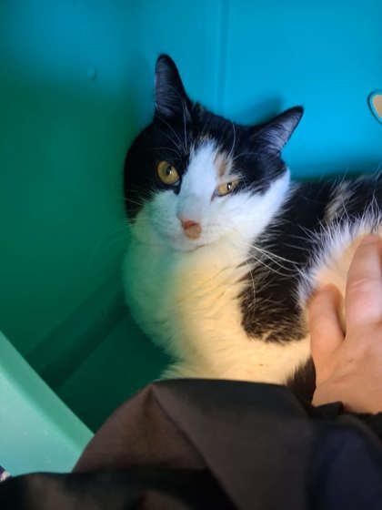 Zena, Adoptable, Kitten Female Domestic Short Hair & Domestic Short Hair.