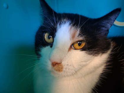 Enlarge Zena, a Adoptable mixed breed in Scottsbluff, NE image 2/3