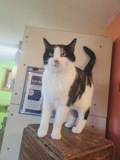 Enlarge Zena, a Adoptable mixed breed in Scottsbluff, NE image 3/3